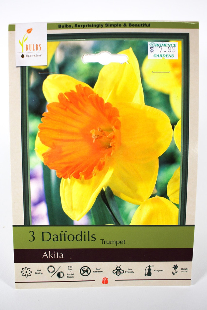Daffodil 'Akita' - Bulbs