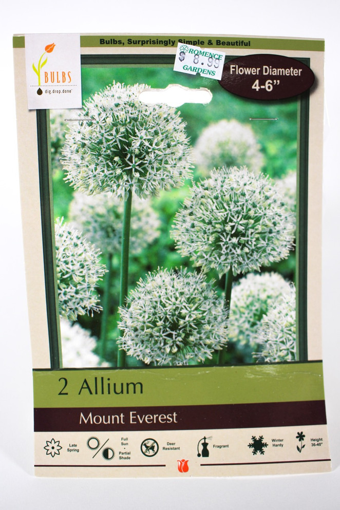 Allium 'Mount Everest' - Bulbs