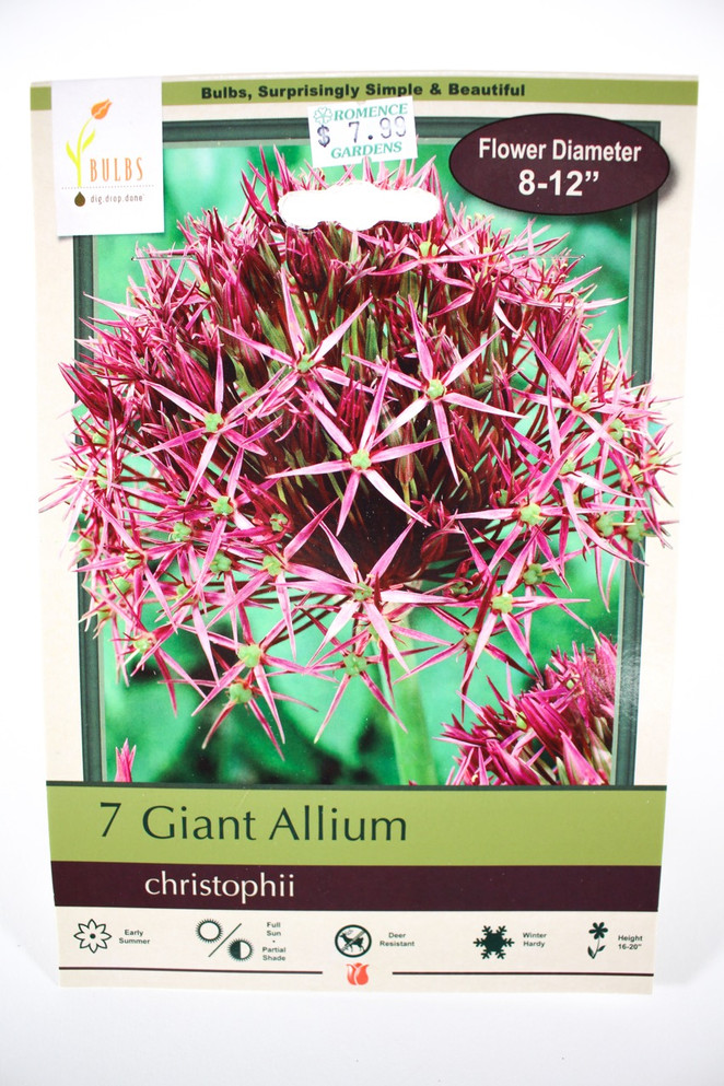 Giant Allium 'christophii'- Bulbs