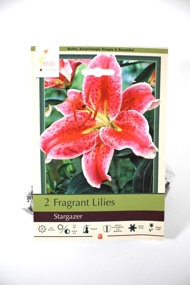 Fragrant Lilies 'Stargazer' - Bulbs
