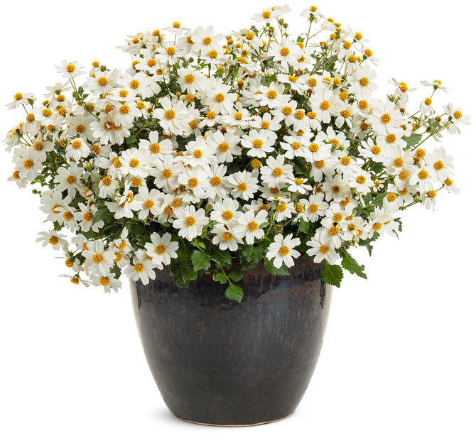 Bidens hybrid 'Campfire® Marshmallow' in pot