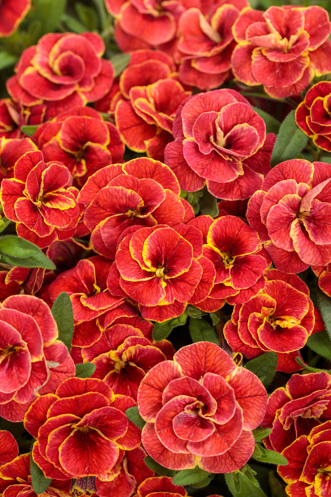 Calibrachoa hybrid 'Superbells® Double Redstone'