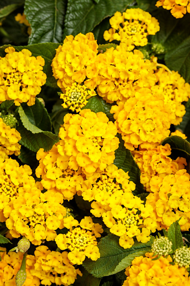 Lantana hybrid 'Luscious® Royale Lemon Tart™' close up