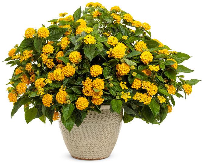 Lantana hybrid 'Luscious® Royale Lemon Tart™' in pot