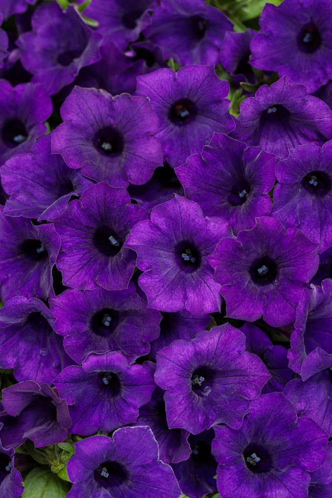 Petunia hybrid 'Supertunia Mini Vista® Ultramarine'