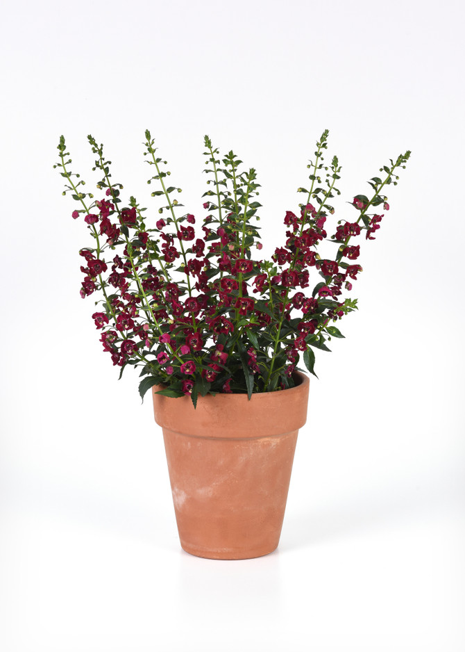 Angelonia Archangel™ Ruby Sangria in pot