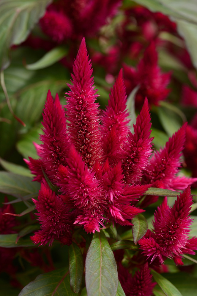 Celosia Intenz™ 'Lipstick'