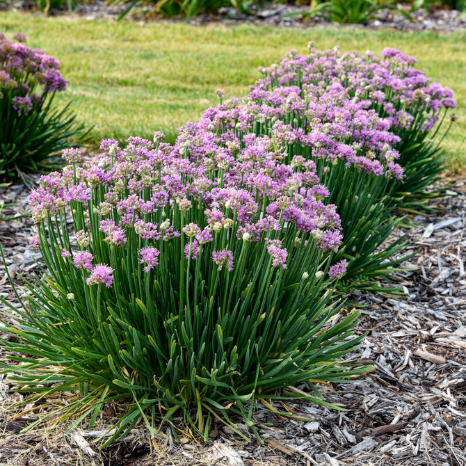 Allium 'Pincushion'