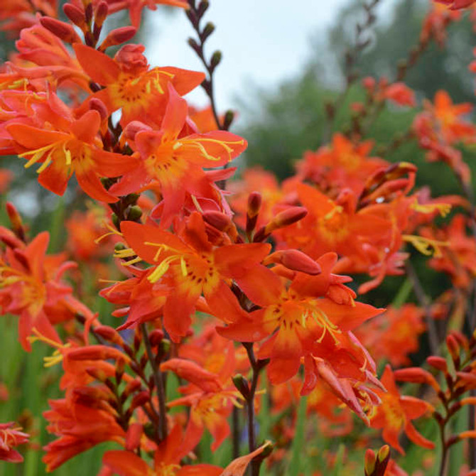 Crocosmia 'Prince of Orange'