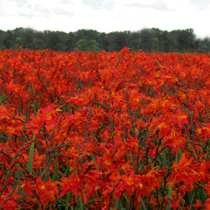 Crocosmia 'Prince of Orange'