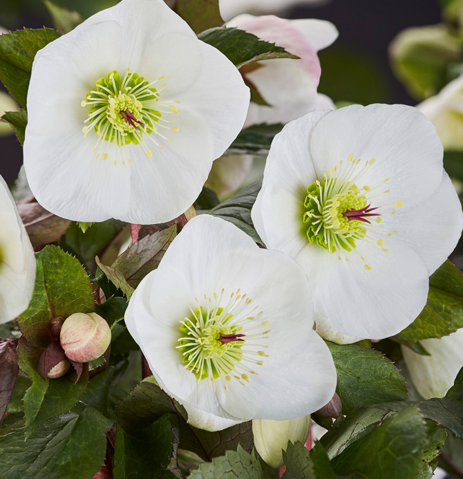 Helleborus Gold Collection® Ice N' Roses® 'Bianco'