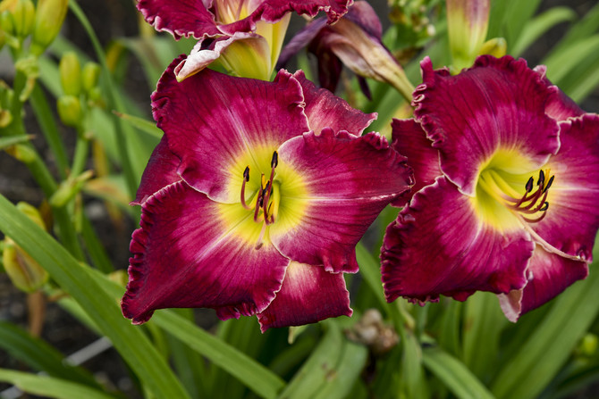 Hemerocallis Rainbow Rhythm® 'Blood, Sweat and Tears'