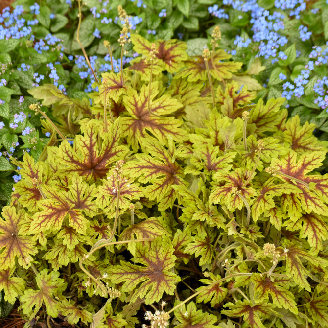 Heucherella FUN AND GAMES® 'Capture the Flag'