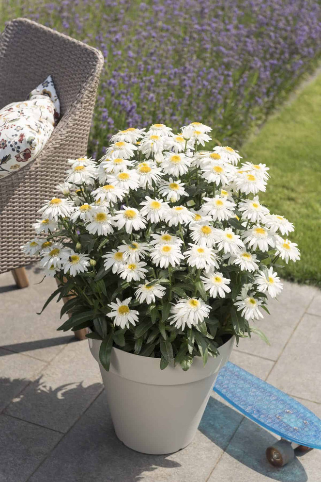 Leucanthemum maximum 'Sweet Daisy Birdy'