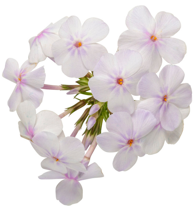 Phlox 'Opening Act Pink-a-Dot'