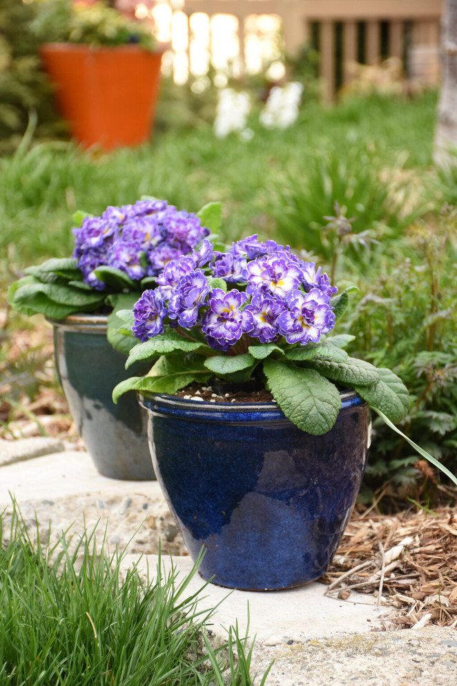 Primula vulgaris Bouquet Perfect™ 'Blue Ripples'