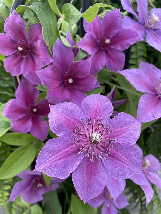 Clematis 'Adam's Courage'