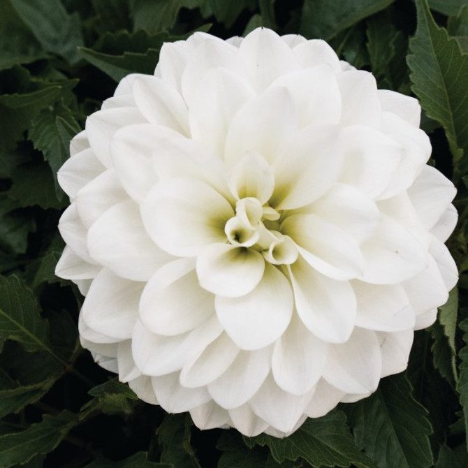 Dahlia Hypnotica® 'White'