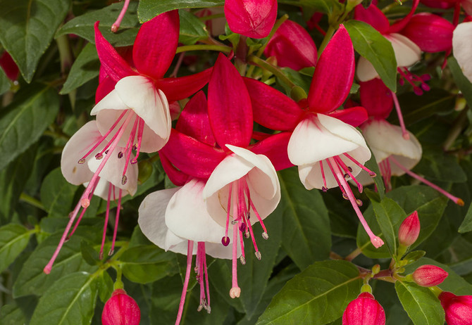 Fuchsia hybrid 'Windchimes Upright Red White'