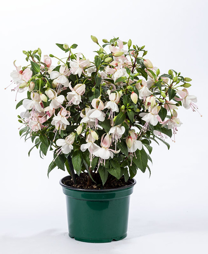 Fuchsia hybrid 'Windchimes Upright White'