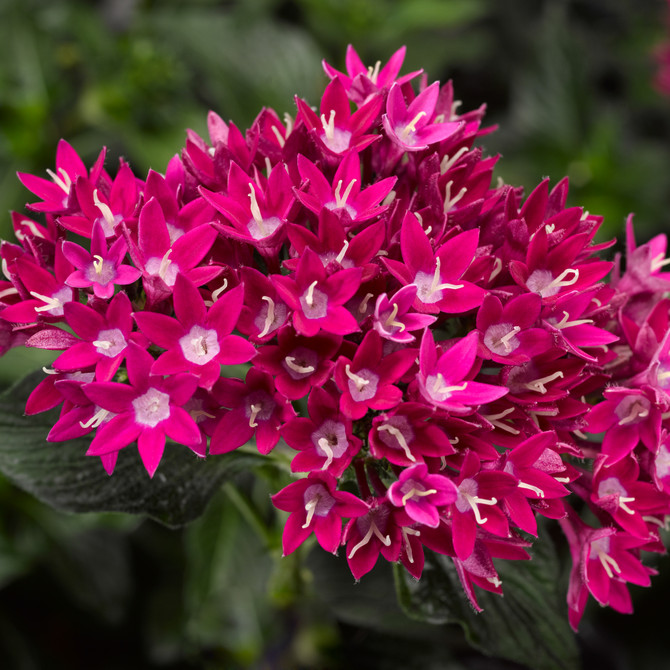 Pentas 'Starcluster™ Violet'