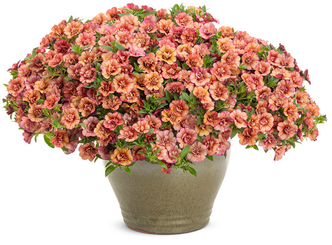 Calibrachoa hybrid 'Superbells® Double Vintage Coral™'