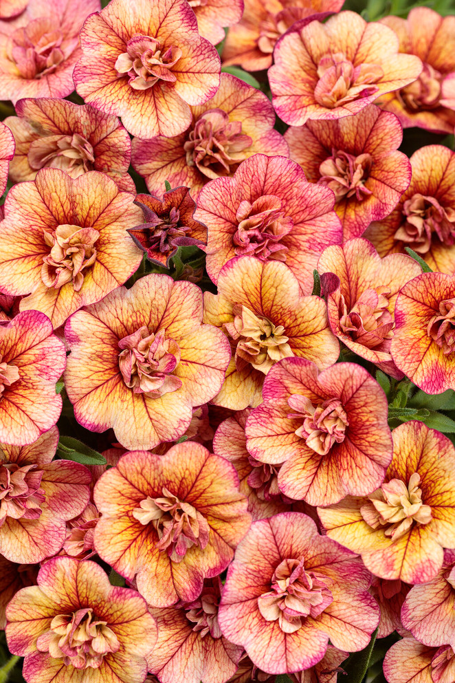 Calibrachoa hybrid 'Superbells® Double Vintage Coral™'