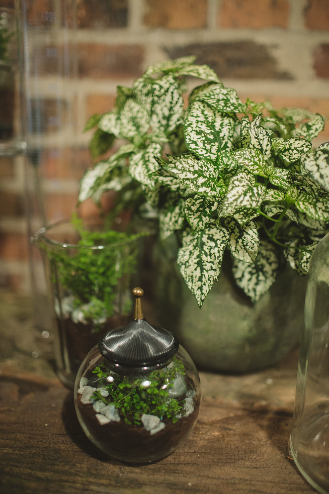 Hypoestes phyllostachya 'Hippo® White'