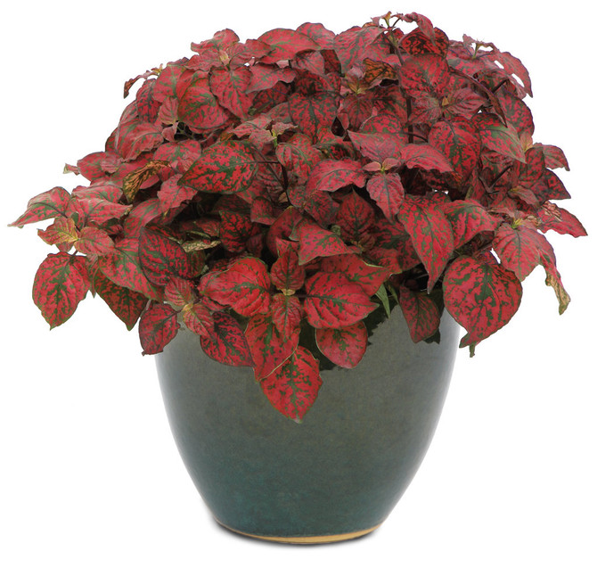 Hypoestes phyllostachya 'Hippo® Red' in decorative pot