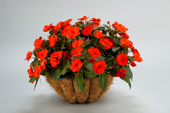 Impatiens SunPatiens® 'Compact Electric Orange'