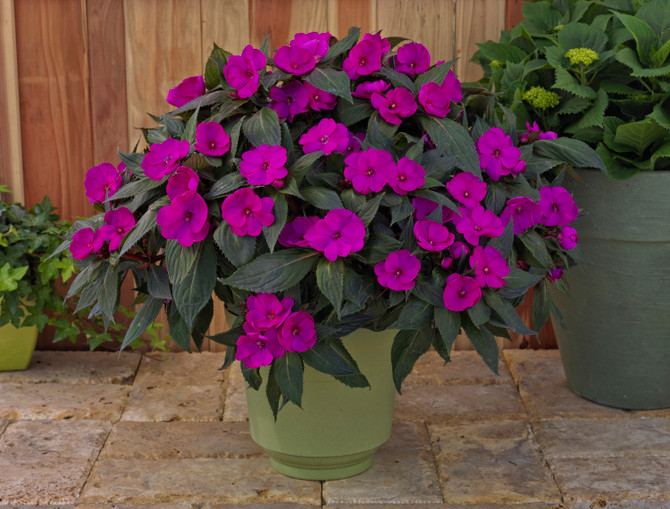 Impatiens SunPatiens® 'Compact Purple'