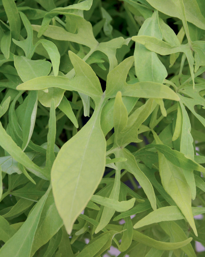 Ipomoea batatas Proven Accents® 'Illusion® Emerald Lace'