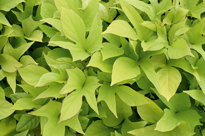 Ipomoea batatas Proven Accents® 'Sweet Caroline Light Green'