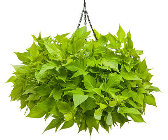 Ipomoea batatas Proven Accents® 'Sweet Caroline  Light Green' in hanging basket