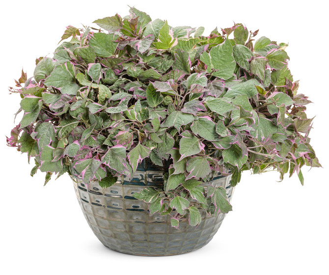 Ipomoea batatas Proven Accents® 'Tricolor' in decorative pot