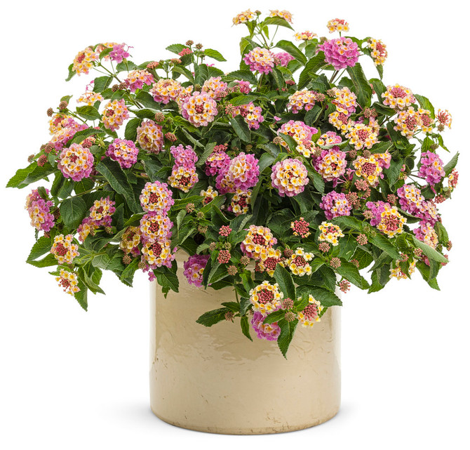 Lantana camara 'Luscious® Pinkberry Blend™' in decorative pot