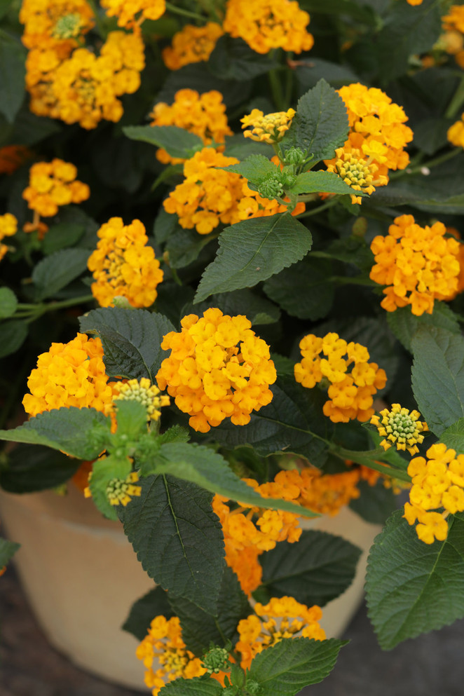 Lantana camara 'Luscious® Goldengate™'