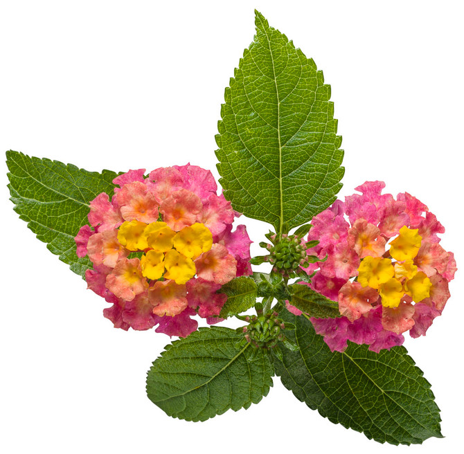 Lantana camara 'Luscious® Royale Cosmo' flower