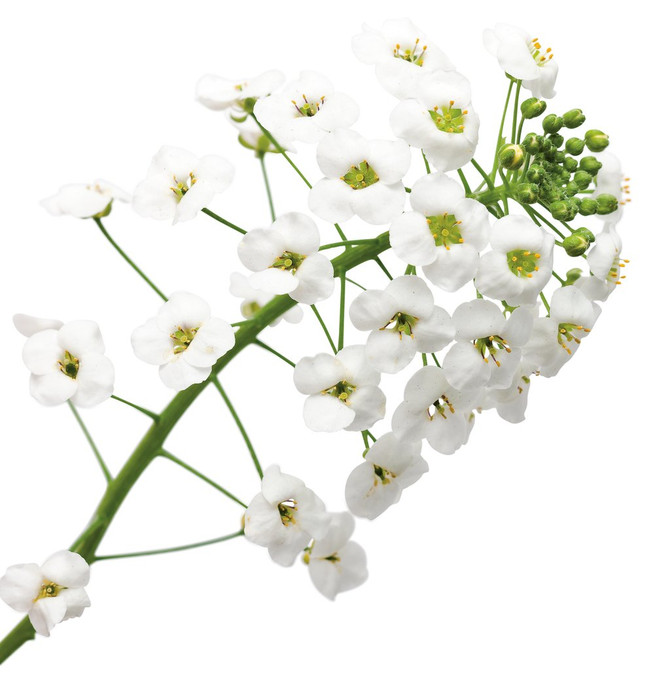 Lobularia hybrid 'Snow Princess®' flower