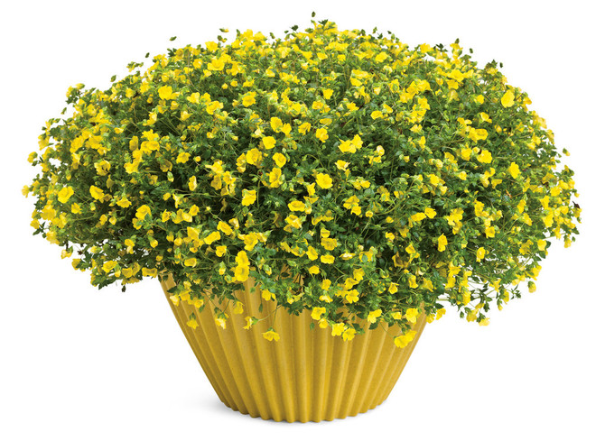 Mecardonia hybrid 'GoldDust®' in decorative pot