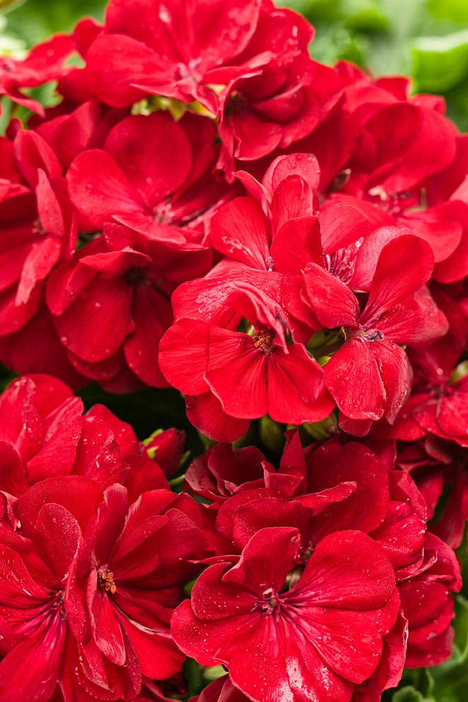 Pelargonium 'Boldly® Dark Red'