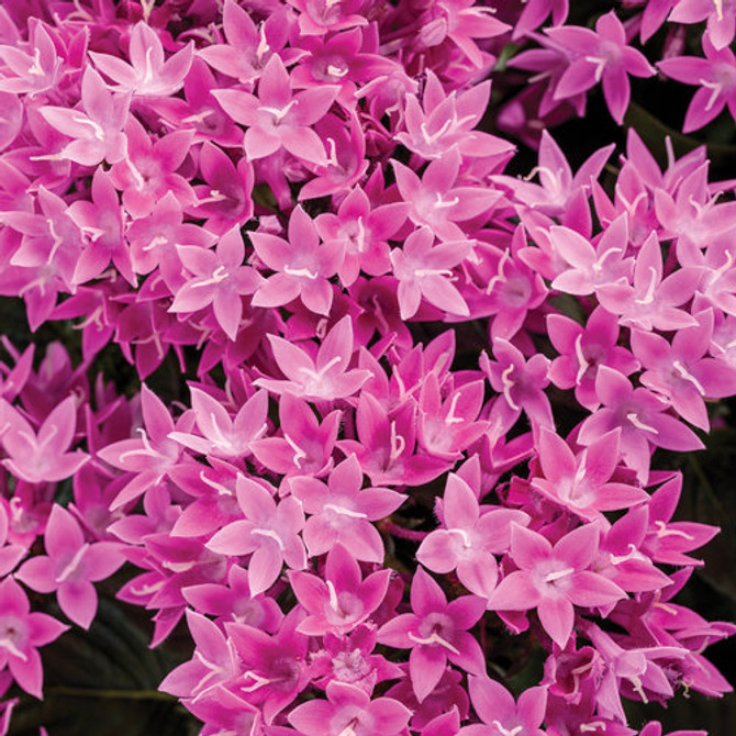 Pentas lanceolata 'Sunstar® Lavender'