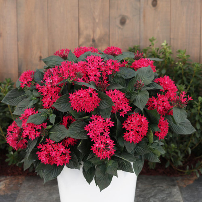 Pentas lanceolata 'Sunstar® Red' in decorative pot