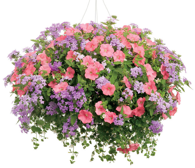 Petunia hybrid 'Supertunia® Bermuda Beach®' combination