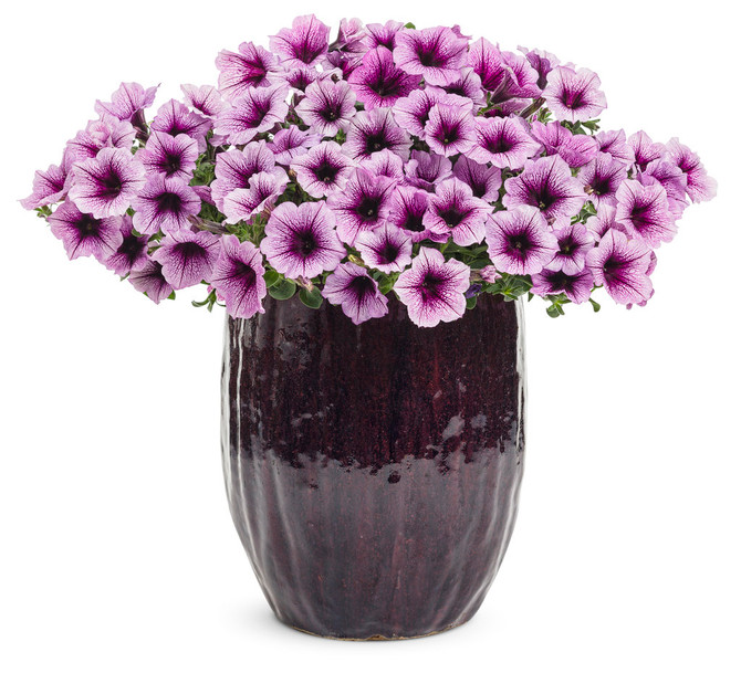 Petunia hybrid 'Supertunia® Bordeaux™' in decorative pot