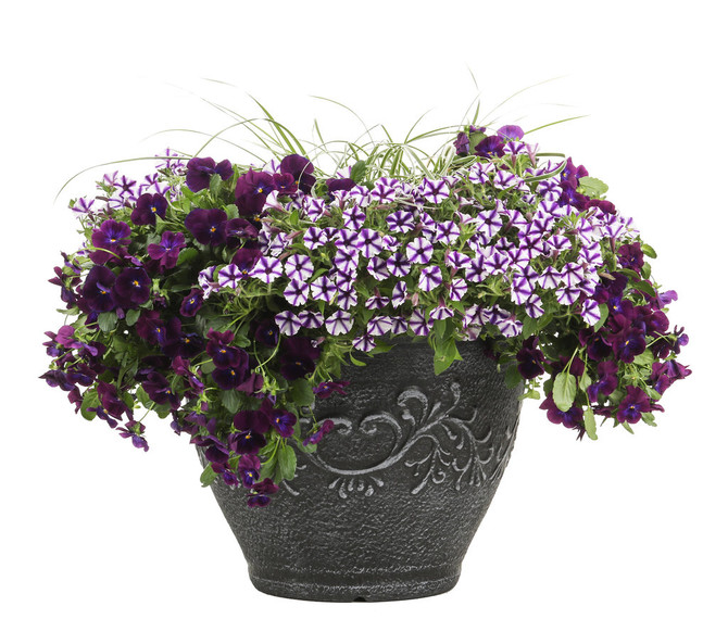 Petunia hybrid 'Supertunia Mini Vista® Violet Star' combination
