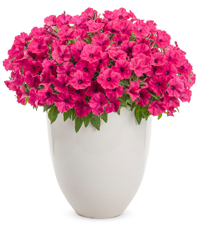 Petunia hybrid 'Supertunia Vista® Fuchsia' in decorative pot