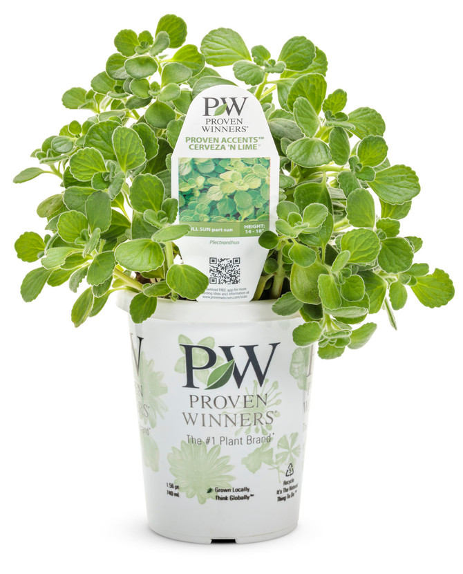 Plectranthus  'Proven Accents® Cerveza 'n Lime®' in grower pot