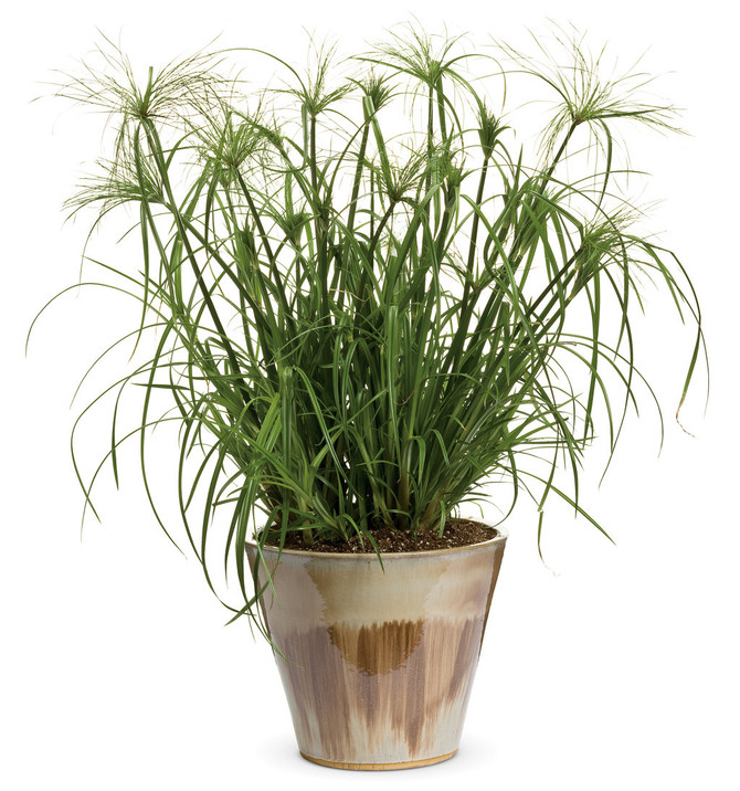 Graceful Grasses®