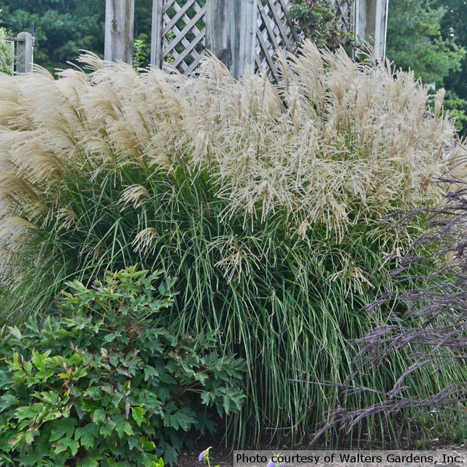 Miscanthus sinensis 'Huron Sunrise' landscape